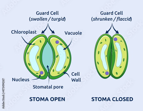 anatomy, bacteria, biological, biology, body, botanical, botany, cell, cellular, chemical, chloroplast, closed, dehydration, diagram, education, educational, english, epidermis, gas, green, guard, gua