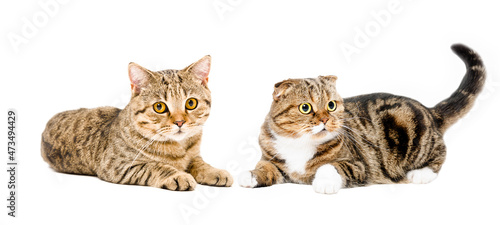 Two charming cats lying together isolated on white background
