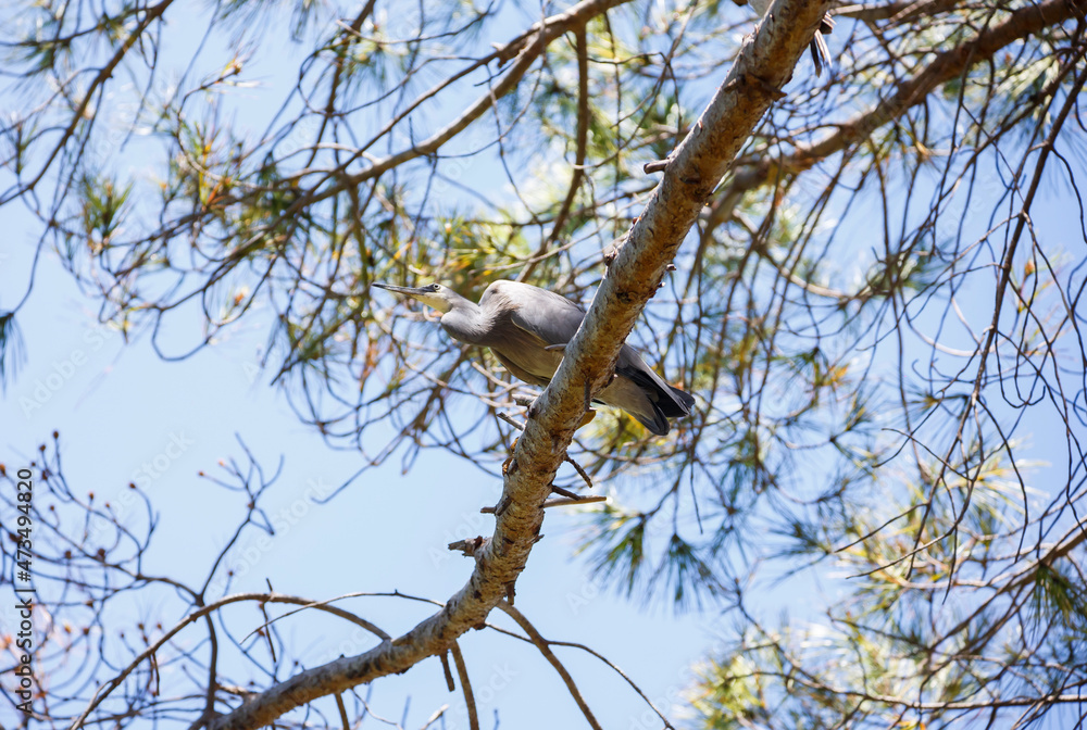 Australian White-faced heron bird perched on a tree in Adelaide, South Australia Australian White-faced heron bird perched on a tree in Adelaide, South Australia
