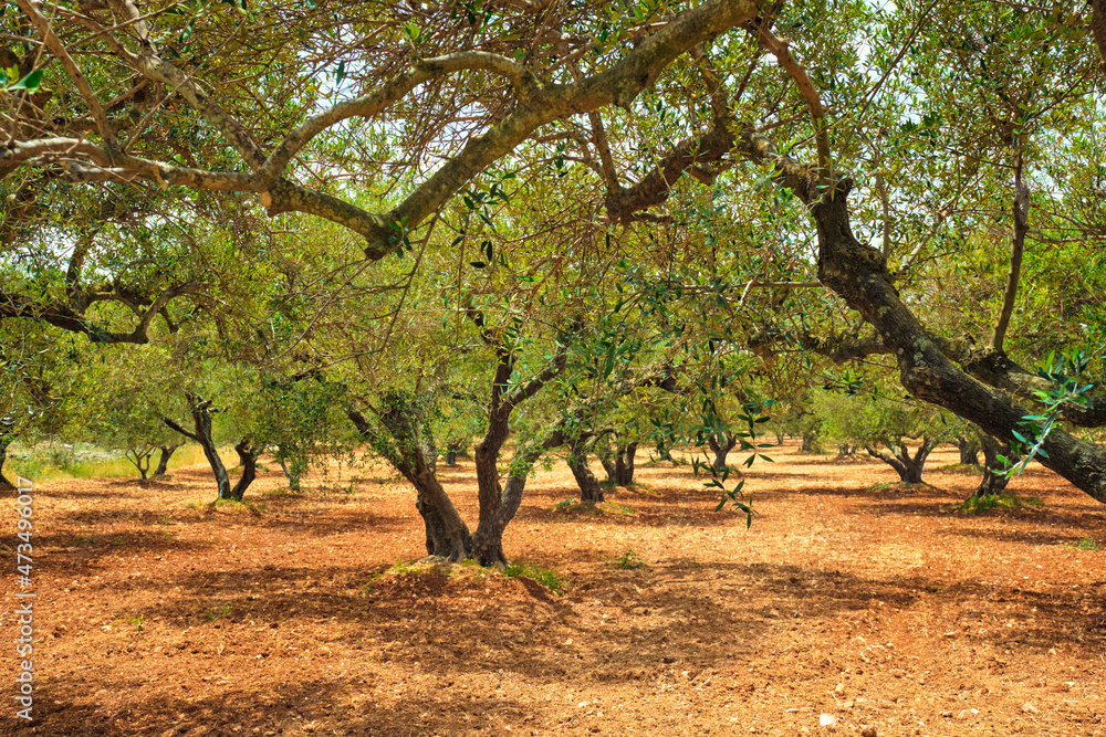 Olive trees Olea europaea in Crete, Greece for olive oil production Olive trees Olea europaea in Crete, Greece for olive oil production