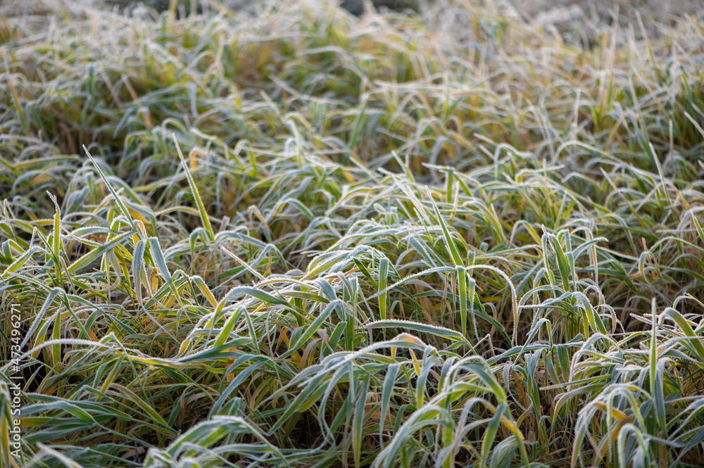 Top view of long stalks of grass covered with white frost. Top view of long stalks of grass covered with white frost.