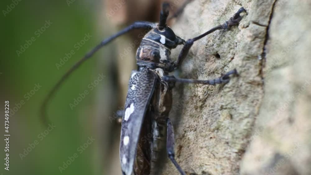 Asian tree bark beetle crawls on jackfruit. black beetle footage Asian tree bark beetle crawls on jackfruit. black beetle footage