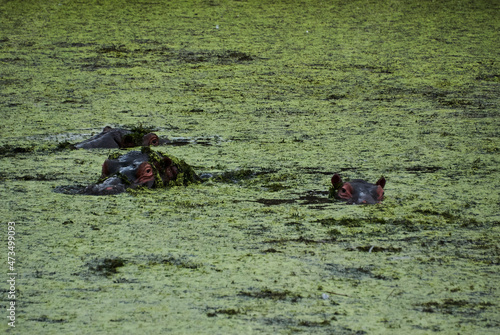 group of Hippopotamus, Hippopotamus amphibius, floating in a river