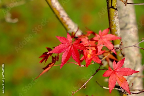 Red maple leaves with sunlight in autumn.