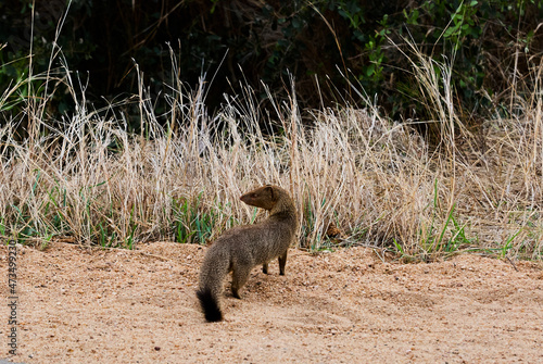Canvas Print A common slender mongoose Herpestes sanguineus
