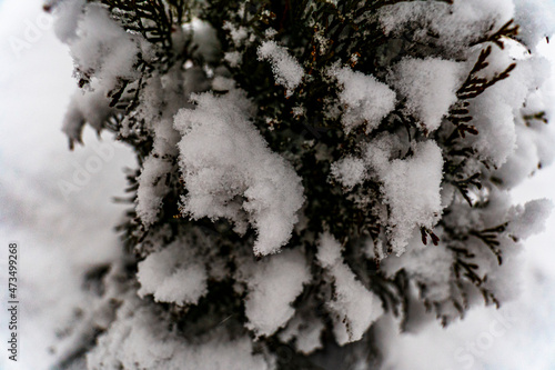 śnieg rośliny wspaniały widok krzewy krajobraz drewno © Tymoteusz
