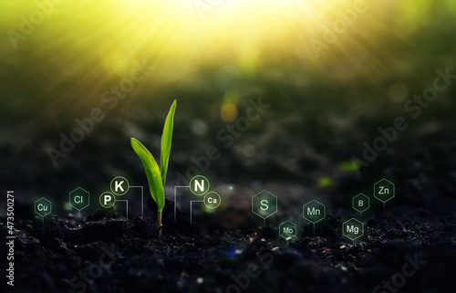 Corn plant on sunny background with digital mineral nutrients icon. Fertilization and the role of nutrients in plant life. 