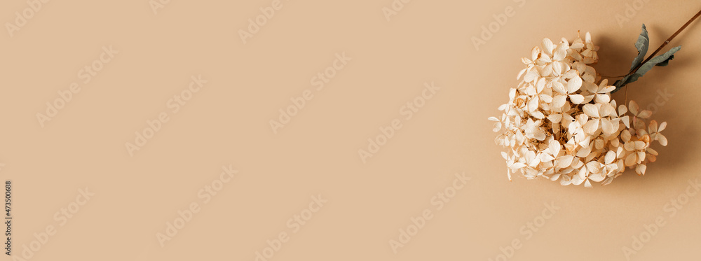 Dry hydrangea flowers beige background flat lay Dry hydrangea flowers beige background flat lay
