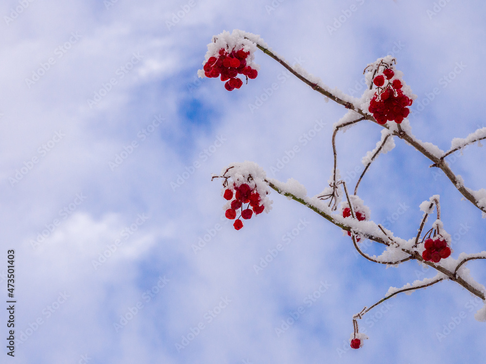 First winters snow on red berries at Pickmere Lake, Pickmere, Knutsford, Cheshire, UK First winters snow on red berries at Pickmere Lake, Pickmere, Knutsford, Cheshire, UK