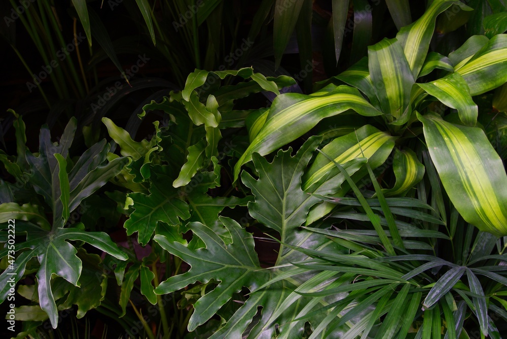 Plant vivid color texture Plant vivid color texture