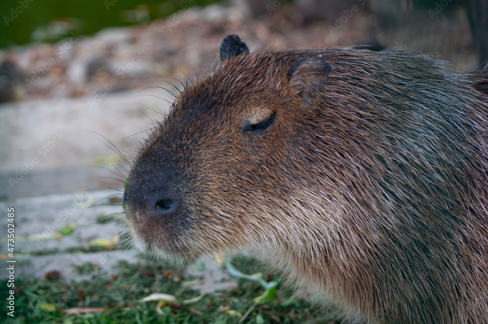 Portrait of Capybara. Animal in close up. Hydrochoerus Hydrochaeris Side View Giant Rodent from South American Savannas, Swamps and Grasslands Portrait of Capybara. Animal in close up. Hydrochoerus Hydrochaeris Side View Giant Rodent from South American Savannas, Swamps and Grasslands