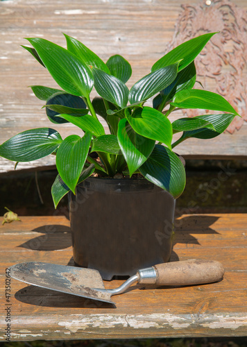 Hosta devon green in plant pot with garden trowel ready to be planted in the garden