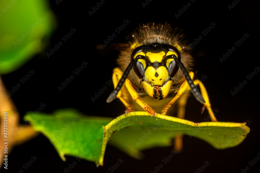 Close-up view of head of live European hornet (Vespa crabro)--the largest eusocial wasp native to Europe (4 cm) and the only true hornet found in North America, introduced there in the 1800s. Close-up view of head of live European hornet (Vespa crabro)--the largest eusocial wasp native to Europe (4 cm) and the only true hornet found in North America, introduced there in the 1800s.