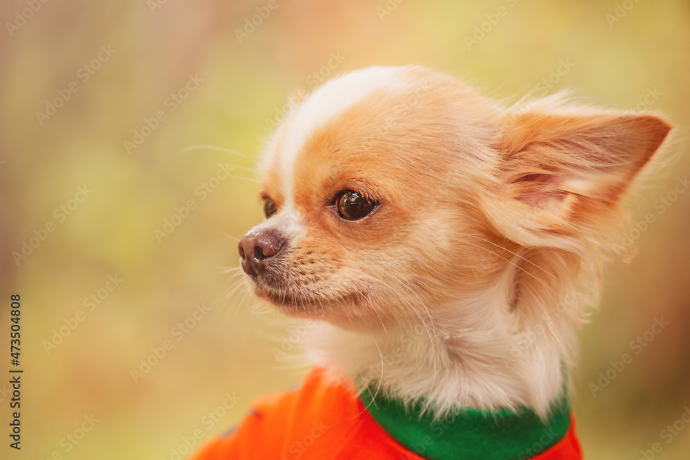 Portrait of a white long-haired dog against a background of greenery. Chihuahua in clothes. Portrait of a white long-haired dog against a background of greenery. Chihuahua in clothes.