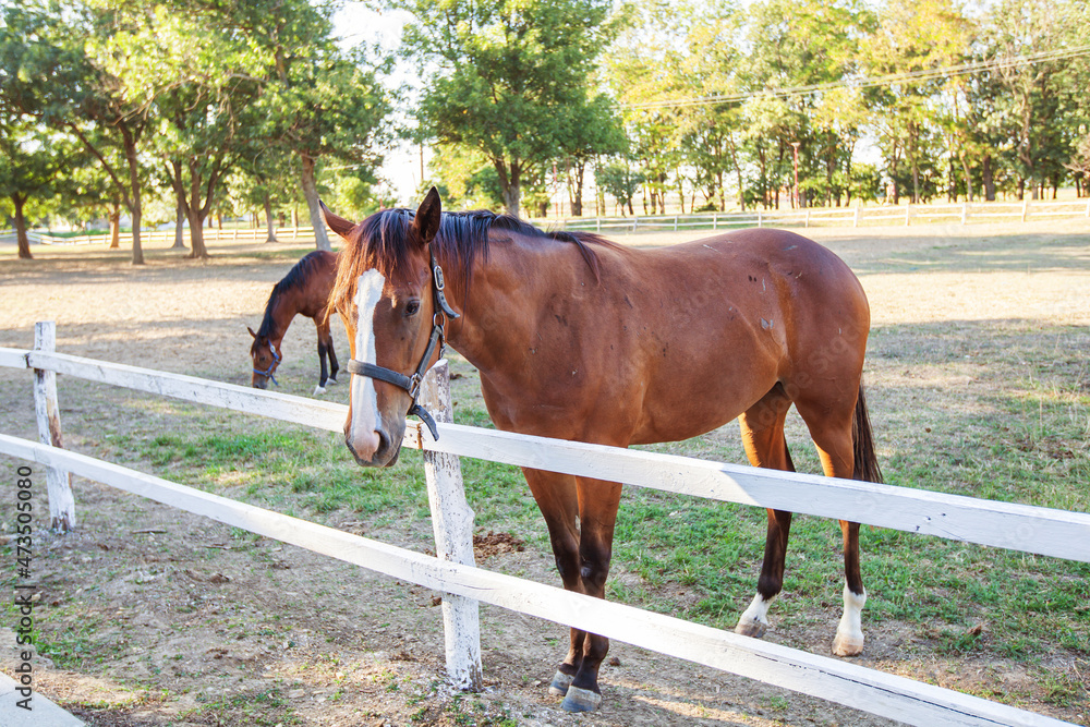 Beautiful horses on country farm paddock, along fence. Summer sunny day. Countryside landscape. Beautiful horses on country farm paddock, along fence. Summer sunny day. Countryside landscape.