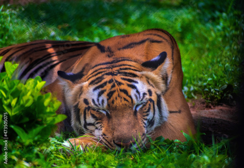 Sleeping Tiger in the forest.