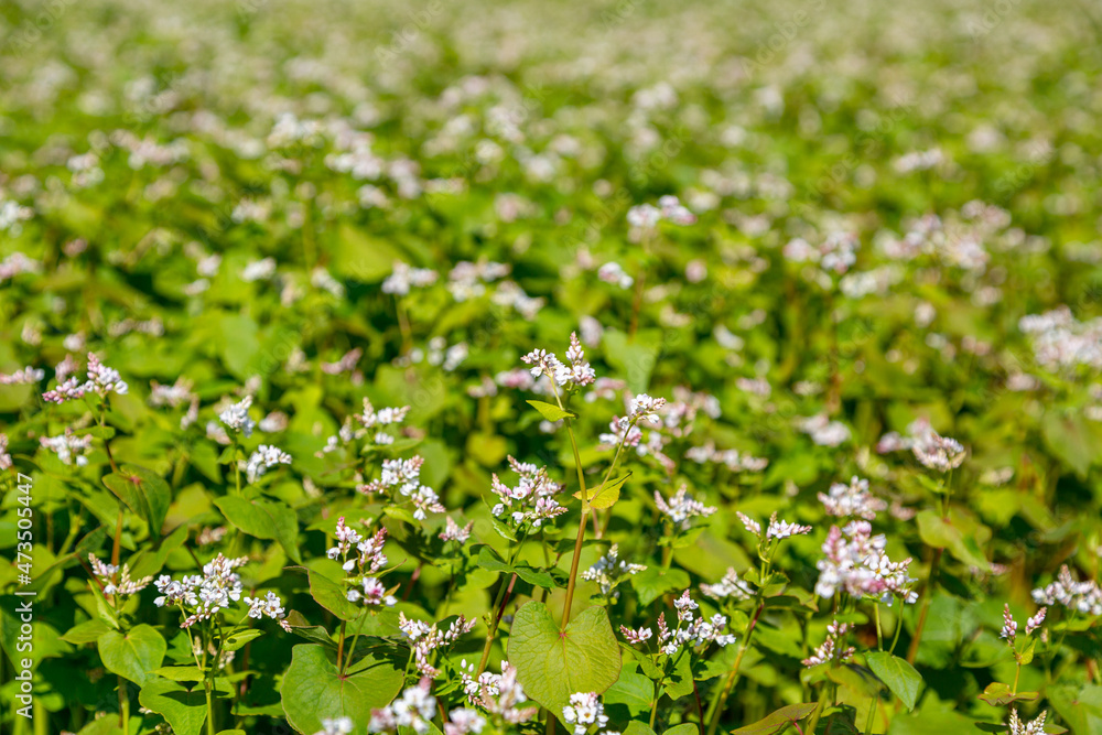 Buckwheat blooms in the field. White flowers. Sky with dark clouds. Buckwheat blooms in the field. White flowers. Sky with dark clouds.