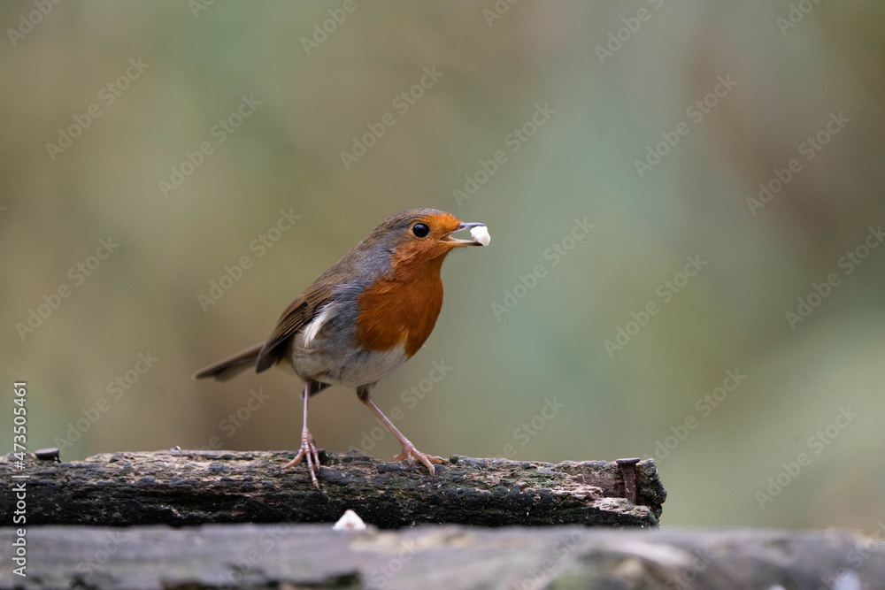 European Robin (Erithacus rubecula) on bird table, with food in the moth. European Robin (Erithacus rubecula) on bird table, with food in the moth.