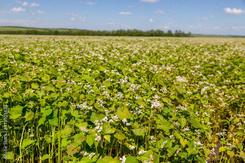 Buckwheat blooms in the field. White flowers. Sky with dark clouds. Buckwheat blooms in the field. White flowers. Sky with dark clouds.