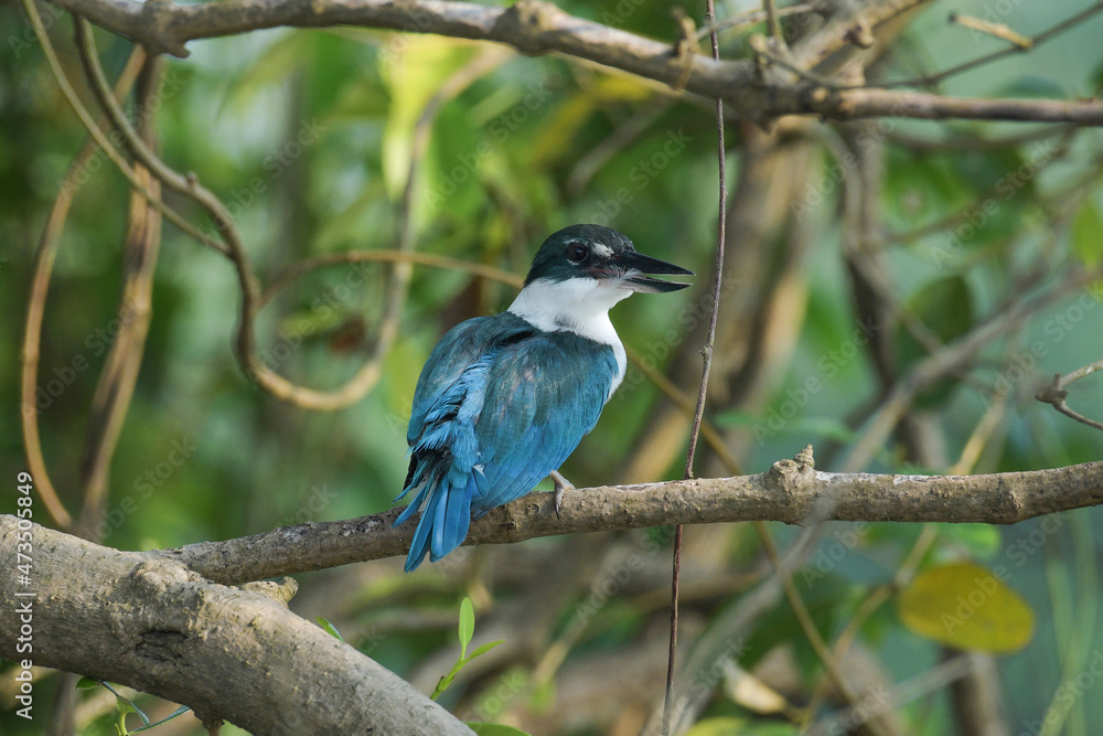 Collared Kingfisher, Todiramphus chloris, Zuari River, Goa, India