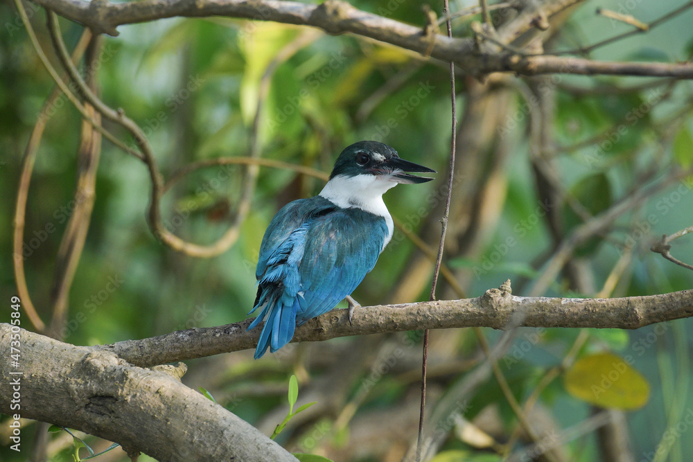 Collared Kingfisher, Todiramphus chloris, Zuari River, Goa, India Collared Kingfisher, Todiramphus chloris, Zuari River, Goa, India