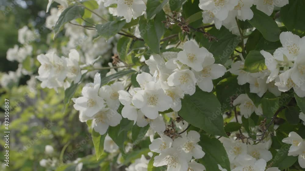 Jasmine flowers on a bush on a sunny summer day. Jasmine flowers on a bush on a sunny summer day.