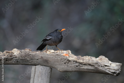 Grey-winged blackbird, Turdus boulboul, Sattal Uttarakhand, India