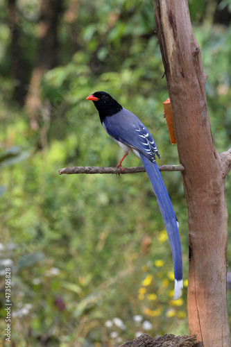 Red-billed blue magpie, Urocissa erythroryncha, Sattal Uttarakhand, India