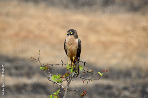 Canvas Print Pale or Pallid Harrier Female, Circus macrourus, Kolhapur, Maharashtra, India