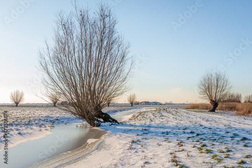 Crooked willow tree in a Dutch winter landscape. The photo was taken on a cold but sunny day near the village of Lage Zwaluwe, municipality of Drimmelen, province of North Brabant. photo