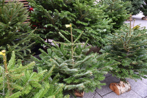 Sapins de Noël à vendre photo