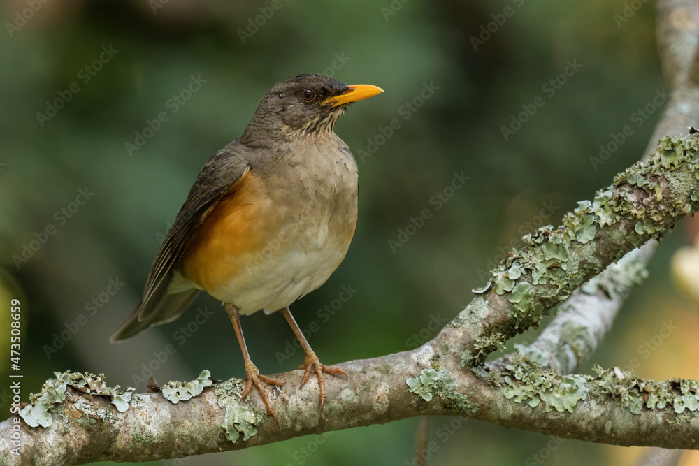 African Thrush - Turdus pelios, beautiful colored perching bird from African woodlands, bushes and gardens, Entebbe, Uganda.