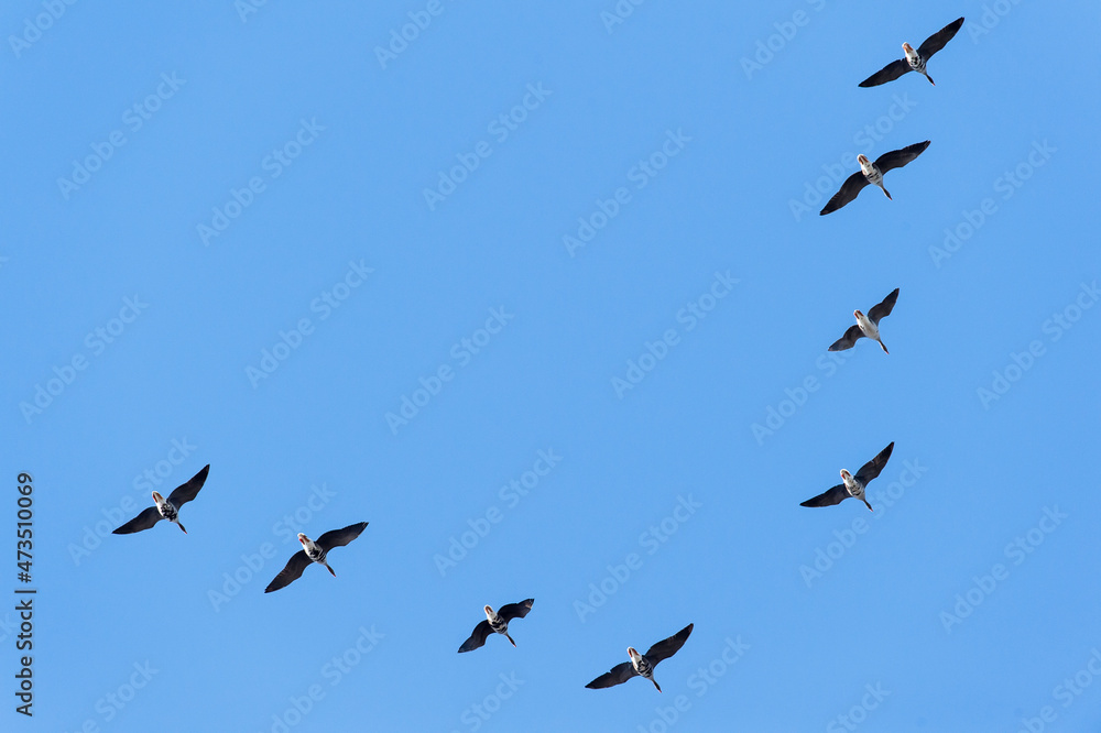 a school of geese flying in the spring