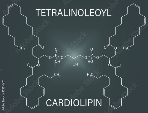 Cardiolipin or tetralinoleoyl cardiolipin molecule. Important component of the inner membrane of mitochondria. Skeletal formula.