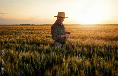 Senior farmer standing in wheat field examining crop at sunset. photo