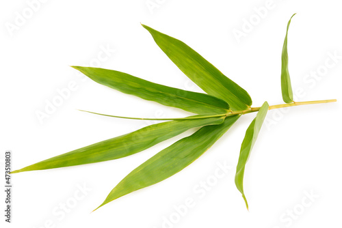 Bamboo leaves isolated on white background, Natural bamboo leaves on White Background, With clipping path,