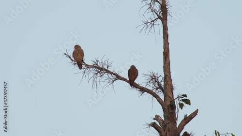 Rufous-winged Buzzard Butastur liventer photo