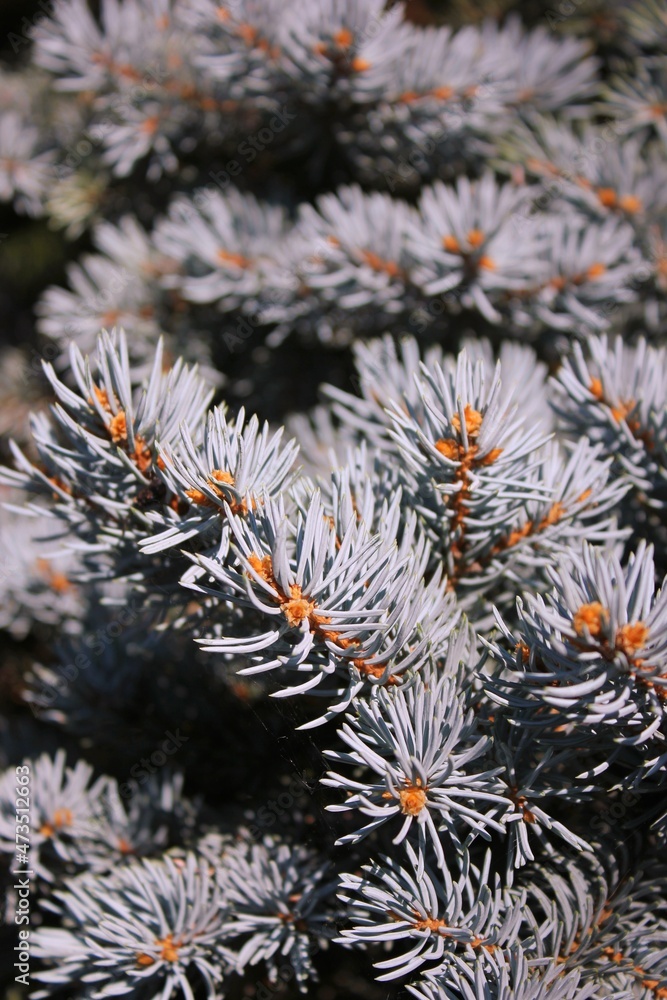 Blue spruce branches 