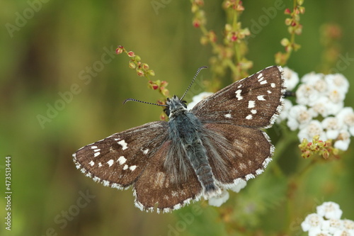 Upper wings of Olive Skipper (Pyrgus serratulae) butterfly photo