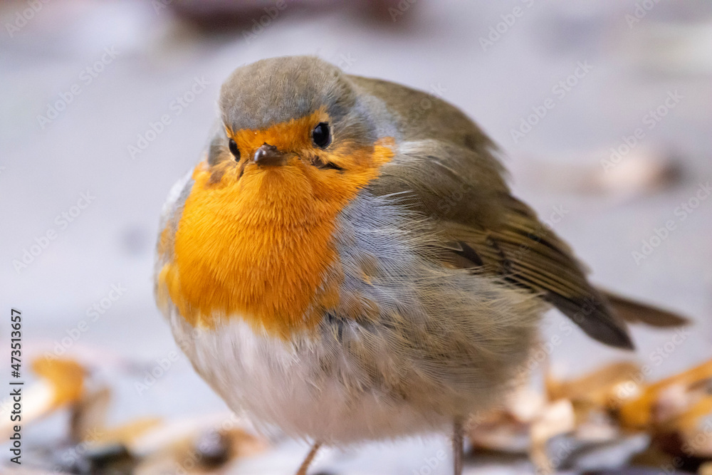 Fototapeta premium robin on a branch