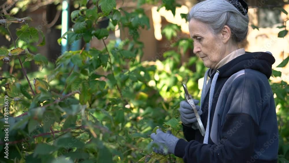 Senior woman in blue protective gloves is using a garden pruner for trimming the bushes of raspberry Senior woman in blue protective gloves is using a garden pruner for trimming the bushes of raspberry