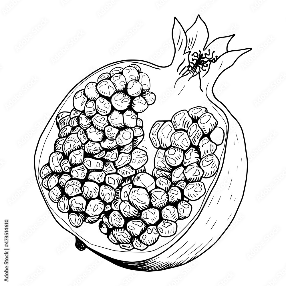 Pomegranate fruit, half of the fruit, in section. Pomegranate fruit, half of the fruit, in section.