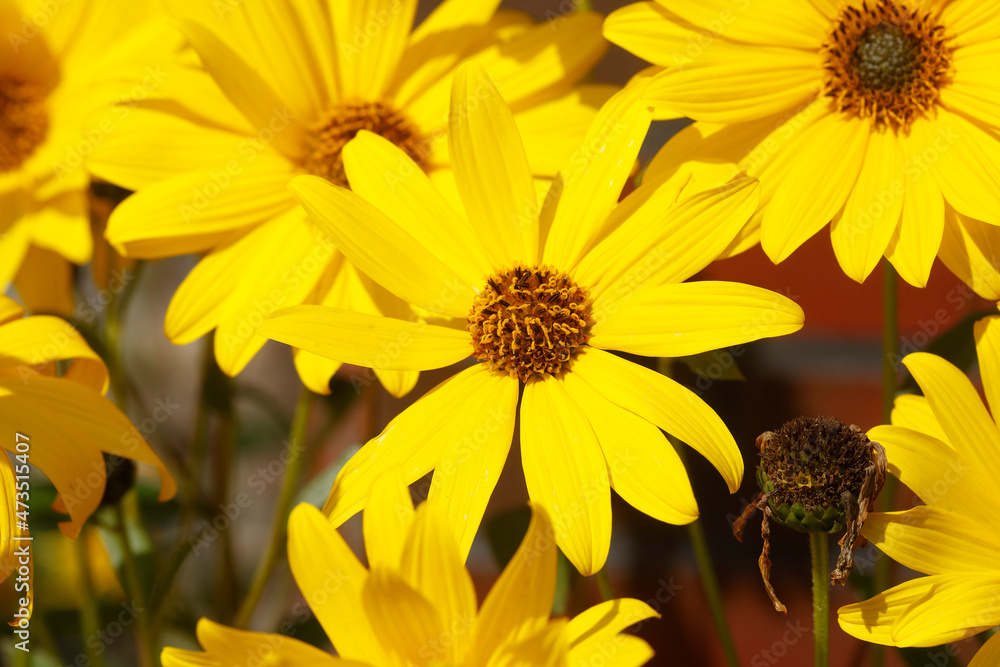 blühender Gelber Sonnenhut, Blumen, Deutschland blühender Gelber Sonnenhut, Blumen, Deutschland