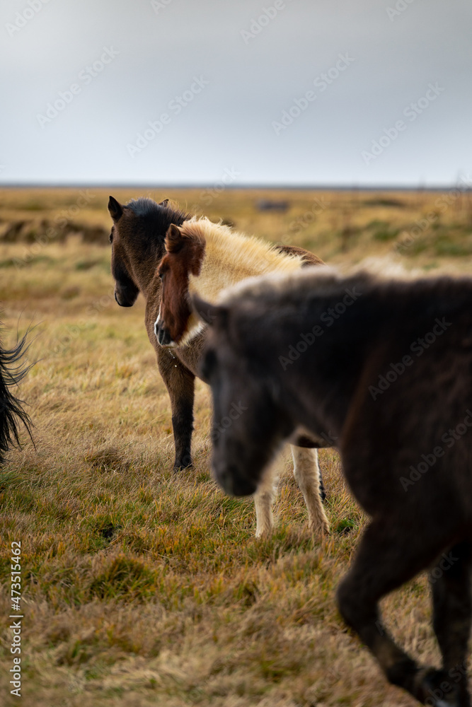 Fototapeta premium three Iceland Horses walking on yellow gras in autumn