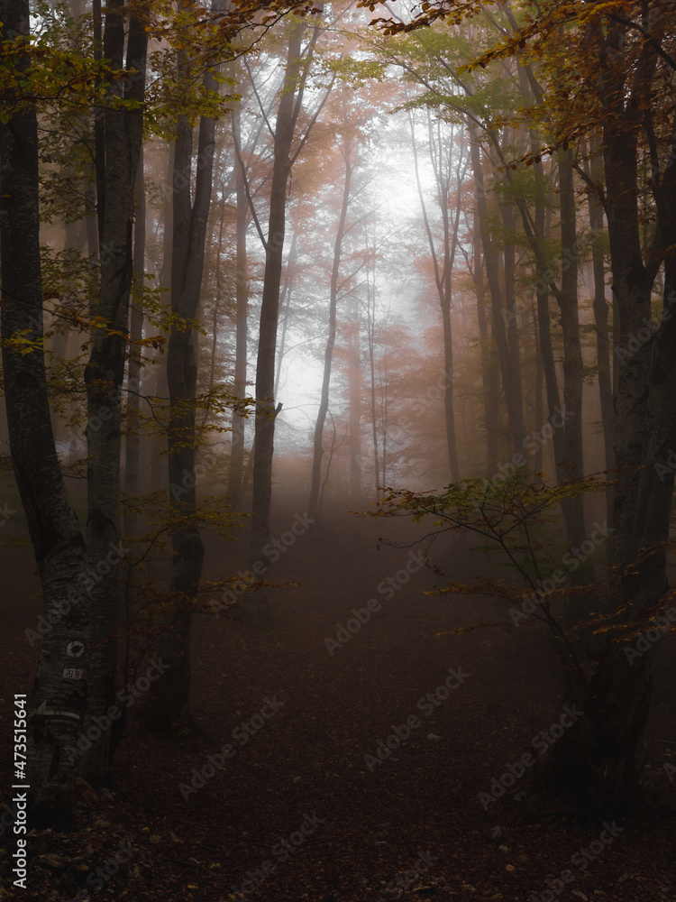 Obraz premium Fog in dark forest at autumn. Beautiful landscape of nature. High quality photo