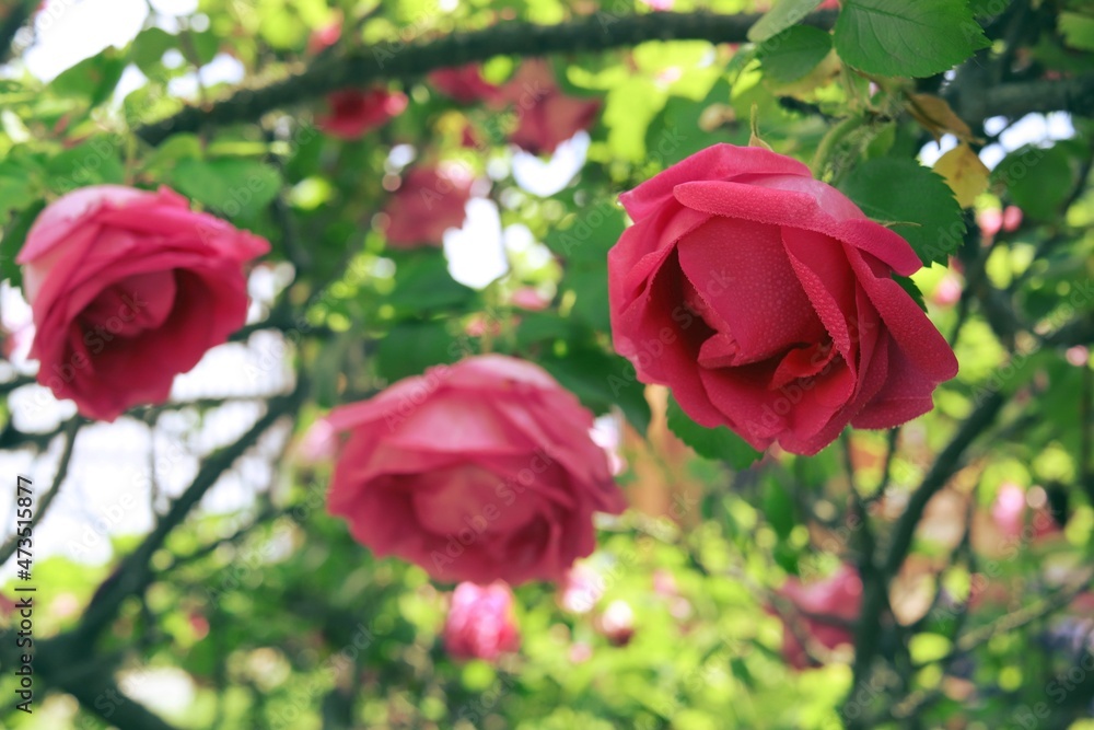 Lovely purple rose on a background of a green bush with buds, a flower symbol of love and romance Lovely purple rose on a background of a green bush with buds, a flower symbol of love and romance