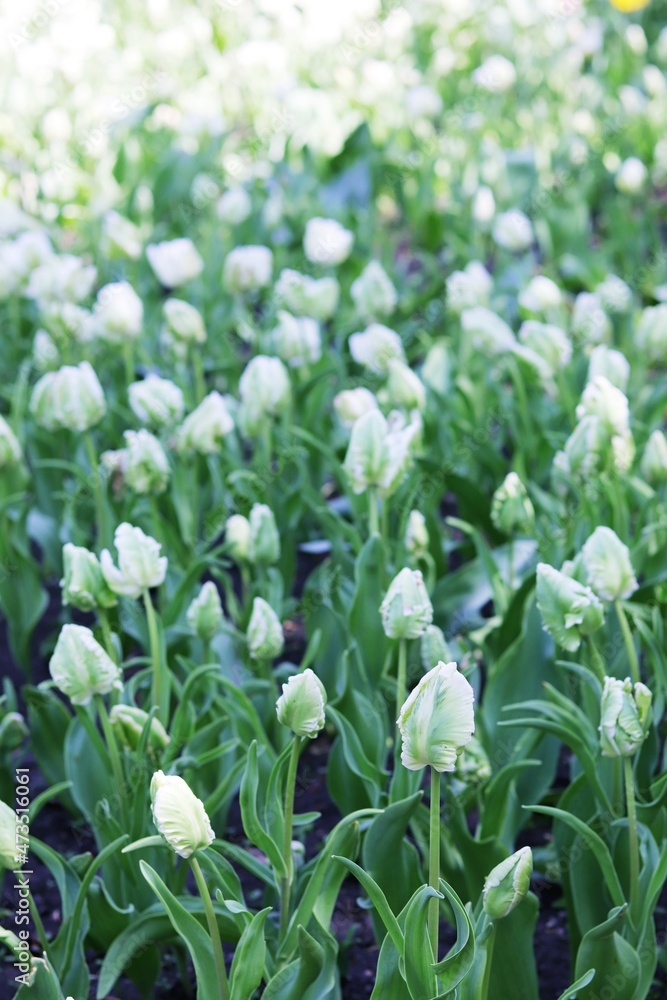 Group of blooming white tulips in the park, flower plantation, spring season Group of blooming white tulips in the park, flower plantation, spring season