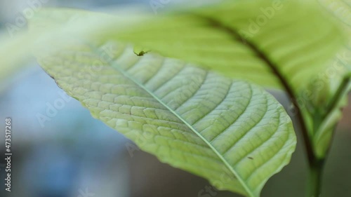 Shift focus shot, mitragyna speciosa korth leaf (kratom)
