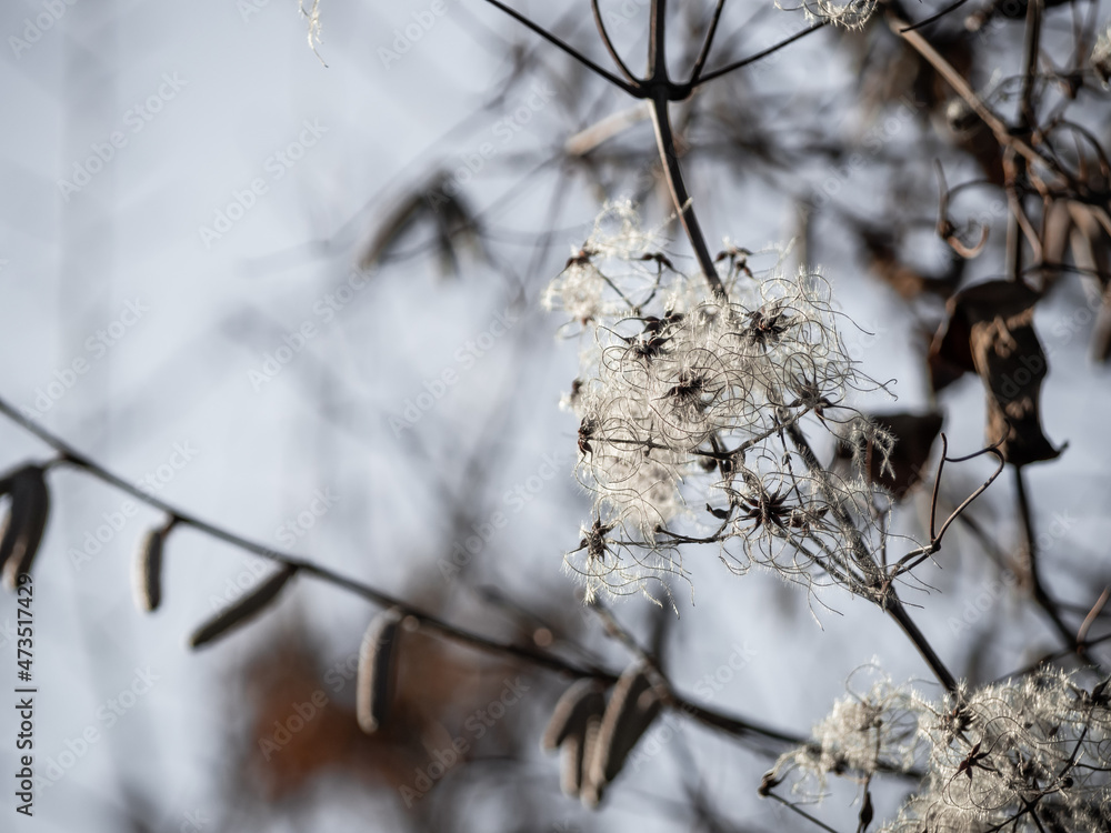 Detail of a faded common clematis in winter - Clematis vitalba Detail of a faded common clematis in winter - Clematis vitalba