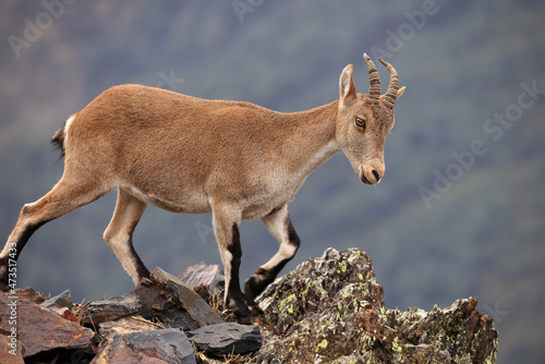 Mountain goat or Iberian ibex (Capra pyrenaica)